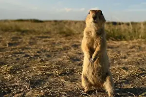 Interested Prints: A Richardsons ground squirrel near the town of Drumheller in Alberta, Canada