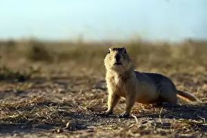Interested Prints: A Richardsons ground squirrel near the town of Drumheller in Alberta, Canada