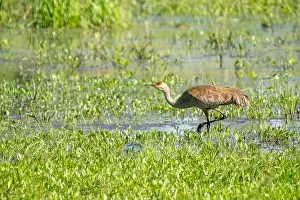Avifauna Prints: Ridgefield National Wildlife Refuge