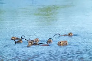 Semi Aquatic Prints: Ridgefield National Wildlife Refuge