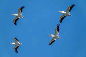 Avifauna Prints: Ridgefield National Wildlife Refuge