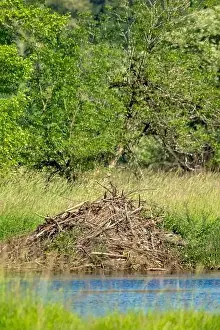 Ridgefield National Wildlife Refuge Prints: Ridgefield National Wildlife Refuge