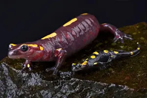 Salamander Prints: Rif mountain fire salamander, Salamandra algira splendens, mother and baby