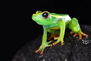 Reed Frog Prints: Riggenbach's reed frog (Hyperolius riggenbachi) is found in the Bamenda highlands of Cameroon