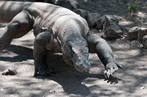 Rinca Prints: Rinca Island, Komodo Dragon walking