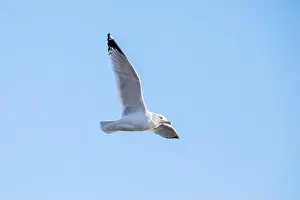Soaring Prints: A ring billed gull flies above with full wingspan