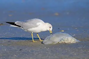 Seagulls Prints: Ring-billed Gull (Larus delawarensis) eating a dead Cannonball jellyfish (Stomolophus meleagris) at the ocean coast