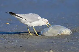 Seagulls Prints: Ring-billed Gull (Larus delawarensis) eating a dead Cannonball jellyfish (Stomolophus meleagris) at the ocean coast
