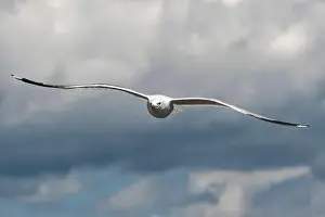 Gull Prints: Ring-billed Gull (Larus delawarensis) in flight