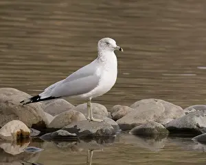Charadriiformes Prints: Ring-billed Gull (Larus delawarensis) perched on rocks in the American River at Sailor Bar County Park