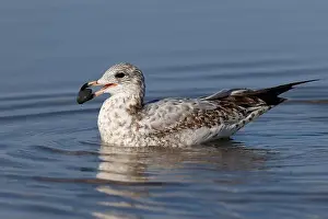 Ring Billed Gull Prints: Ring-billed Gull (Larus delawarensis) - Pinery Provincial Park, ON