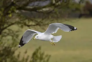 Pelagic Prints: Ring-billed Gull Larus delawarensis - Winter Adult
