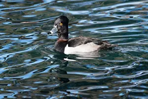 Tucson Prints: Ring-necked Duck (Aythya collaris)