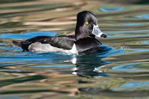 Wild Life Prints: Ring-necked Duck (Aythya collaris)