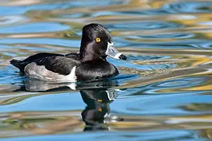 Wild Life Prints: Ring-necked Duck (Aythya collaris)