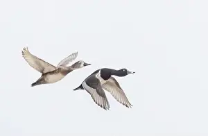 White Landscape Prints: Ring-necked ducks taking flight over the winter snow in Ottawa, Canada
