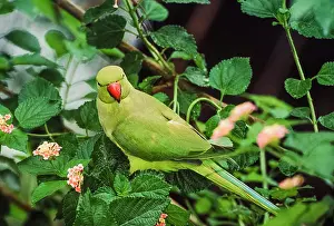 British Isles Prints: Ring-necked or Rose-ringed Parakeet, (Psittacula krameri), London, United Kingdom