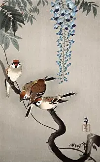 Ring sparrows at wisteria (1900 - 1936) by Ohara Koson (1877-1945)