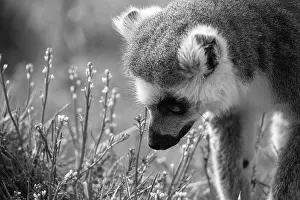Lemur Prints: Ring-Tailed Lemur