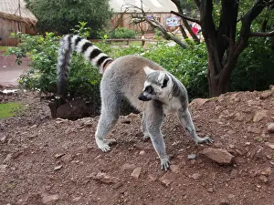 Madagascar Prints: A Ring Tailed Lemur walking free at the South Lakes Zoo in Cumbria, England