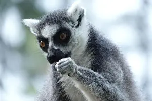 Lemur Prints: Ring-tailed lemurs in a zoo in the Netherlands doing various things