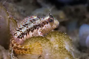 Cold Water Prints: A Ringneck Blenny fish (Parablennius pilicornis) perched on the reef
