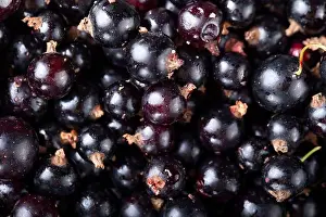 Blackberry Prints: ripe black currants are scattered as a background