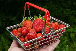 Strawberries Prints: Ripe, fresh strawberries in a small shopping basket on a man's arm
