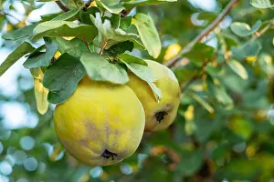 Quince Prints: Ripe golden yellow quince fruit on the tree between green foliage