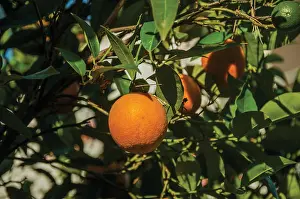 Verdant Prints: Ripe orange fruit stuck to leafy branch on the courtyard of small farm near Elvas