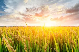 Rice Field Prints: Ripe rice field and sky background at sunset time with sun rays