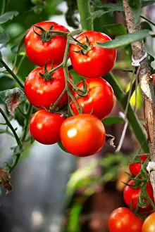 Tomatoes Prints: Ripe tomato plant growing in greenhouse. Beautiful red tomatoes