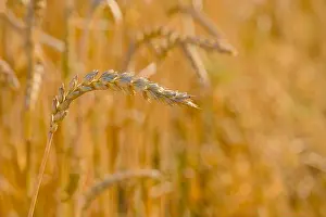 Natural Background Prints: Ripe wheat ear bending in a sunlit golden wheat field during harvest season