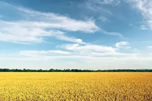 Ripe wheat spikelets on golden field infront blue sky with fluffy clouds