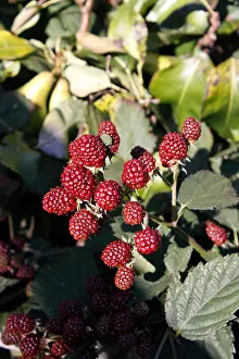 Gardeners Prints: RIPENING BLACKBERRIES. DRUBS FRUTICOSUS