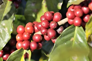Nourishments Prints: Ripening coffee beans on a coffee plantation