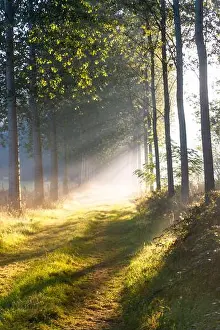 Sunbeams Prints: Rising sun shining throught the morning fog in the fields near Bruges, Belgium