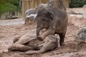 Baby Animals Prints: Riva pins Ajan down in the mud wrestle