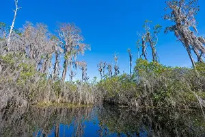 River Channel Prints: River Channel in a Cypress Swamp in the Okefenokee National Wildlife Refuge in Georgia