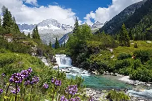 Torrent Prints: River Chiese, waterfall. Alpine flowers