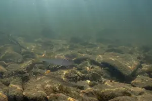 River Ecosystem Prints: River chub swimming on riverbed