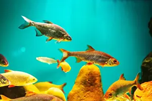 Snag Prints: River fish in their natural habitat