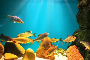 Snag Prints: River fish in their natural habitat