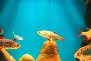 Oceanarium Prints: River fish in their natural habitat