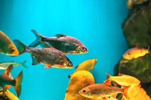 Oceanarium Prints: River fish in their natural habitat