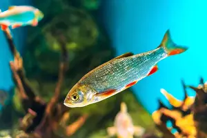 Oceanarium Prints: River fish in their natural habitat