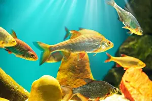 Oceanarium Prints: River fish in their natural habitat