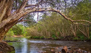 Green Wood Prints: River Gum overhanging Bropadwater Creek in the Abergowrie State Forest