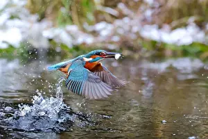 Catching Prints: river kingfisher (Alcedo atthis)