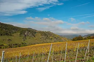 Moselle Valley Prints: river moselle valley near Enkirch in Germany in autumn